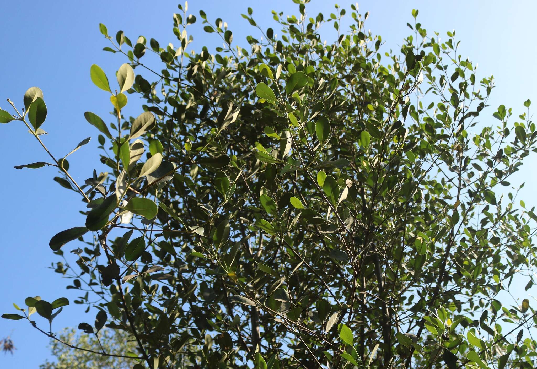 Image of Mangrove