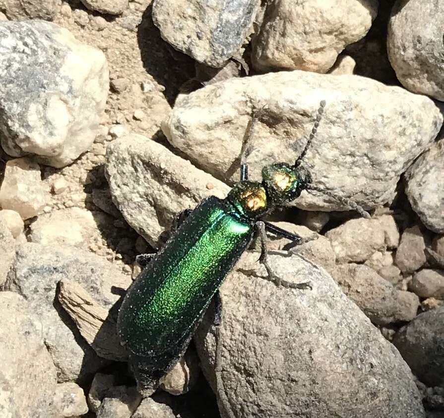 Lytta (Poreopasta) viridana Le Conte 1866 resmi