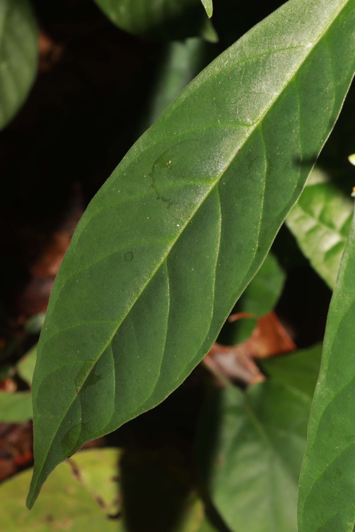 Image de Caamembeca salicifolia (Poir.) J. F. B. Pastore