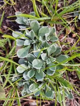 Plancia ëd Antennaria parvifolia Nutt.