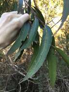 Image of blackbutt