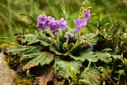 Image of Ramonda serbica Pancic