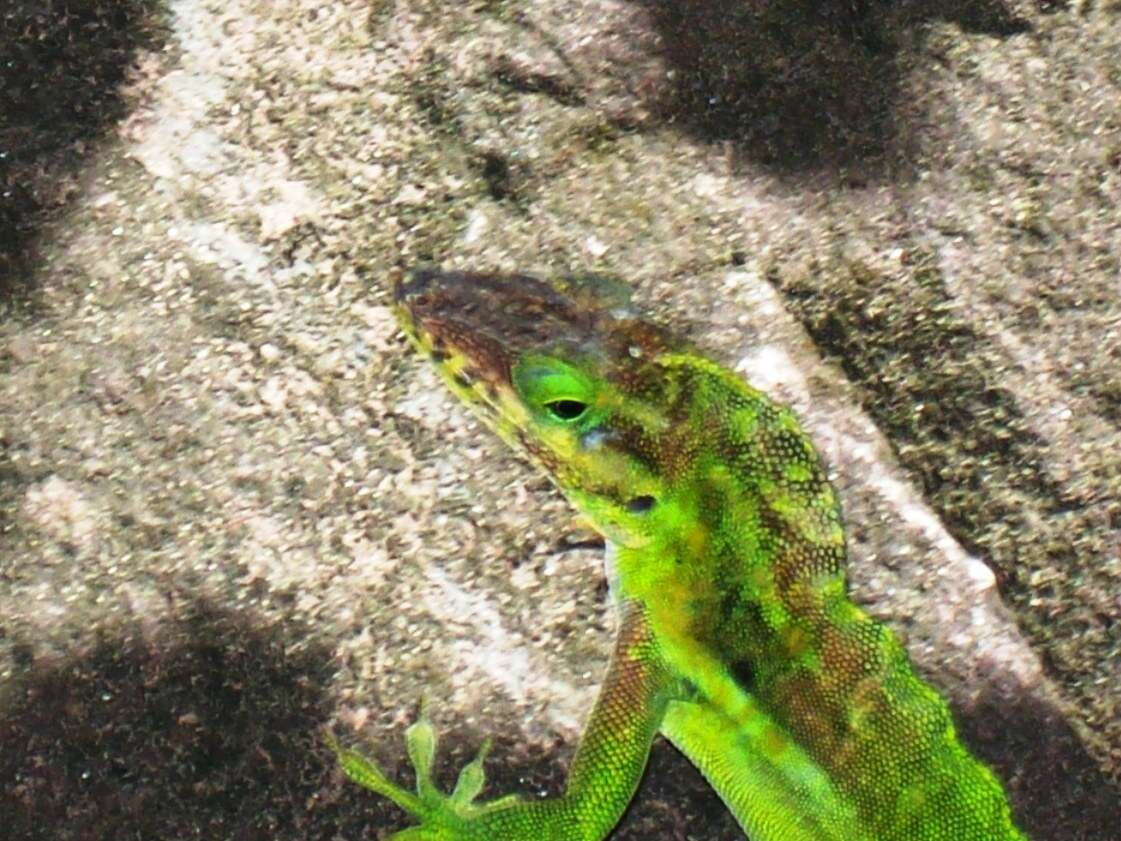 Image of Panther Anole