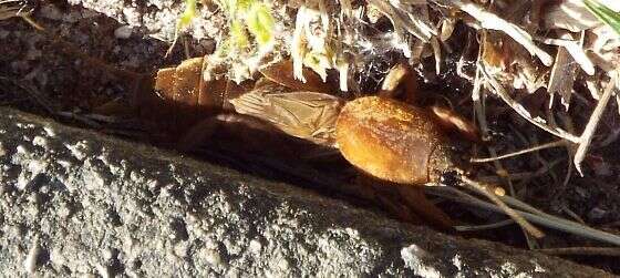 Image of Northern Mole Crickets