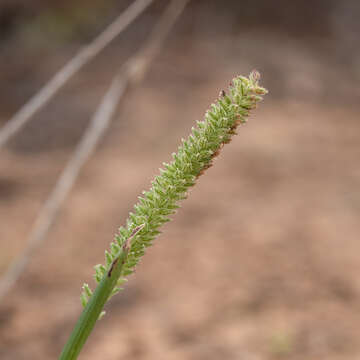 Image of Australian bur grass