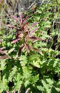 Слика од Pedicularis densiflora Benth.