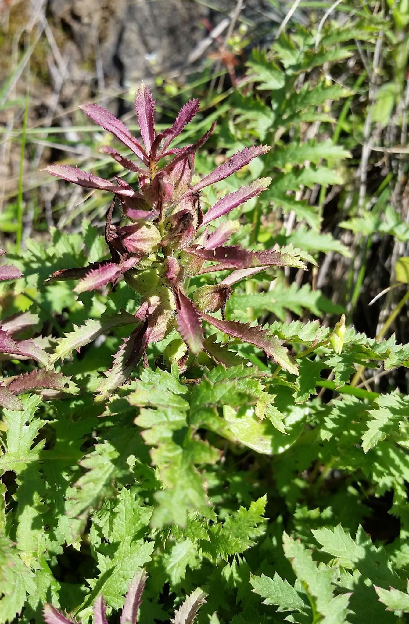 Слика од Pedicularis densiflora Benth.