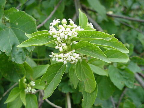 Image of Marsdenia dregea (Harv.) Schltr.