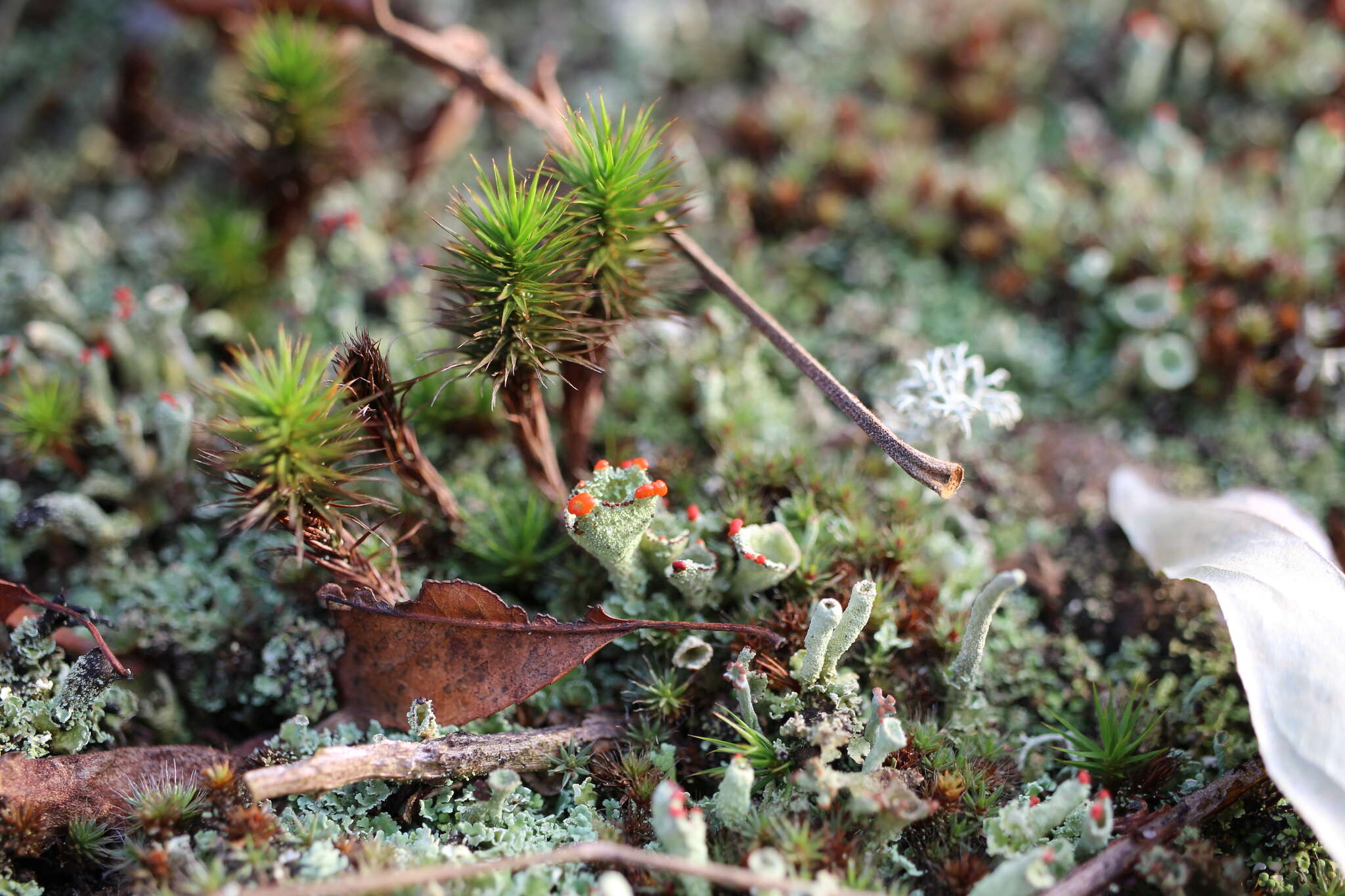 Image of cup lichen