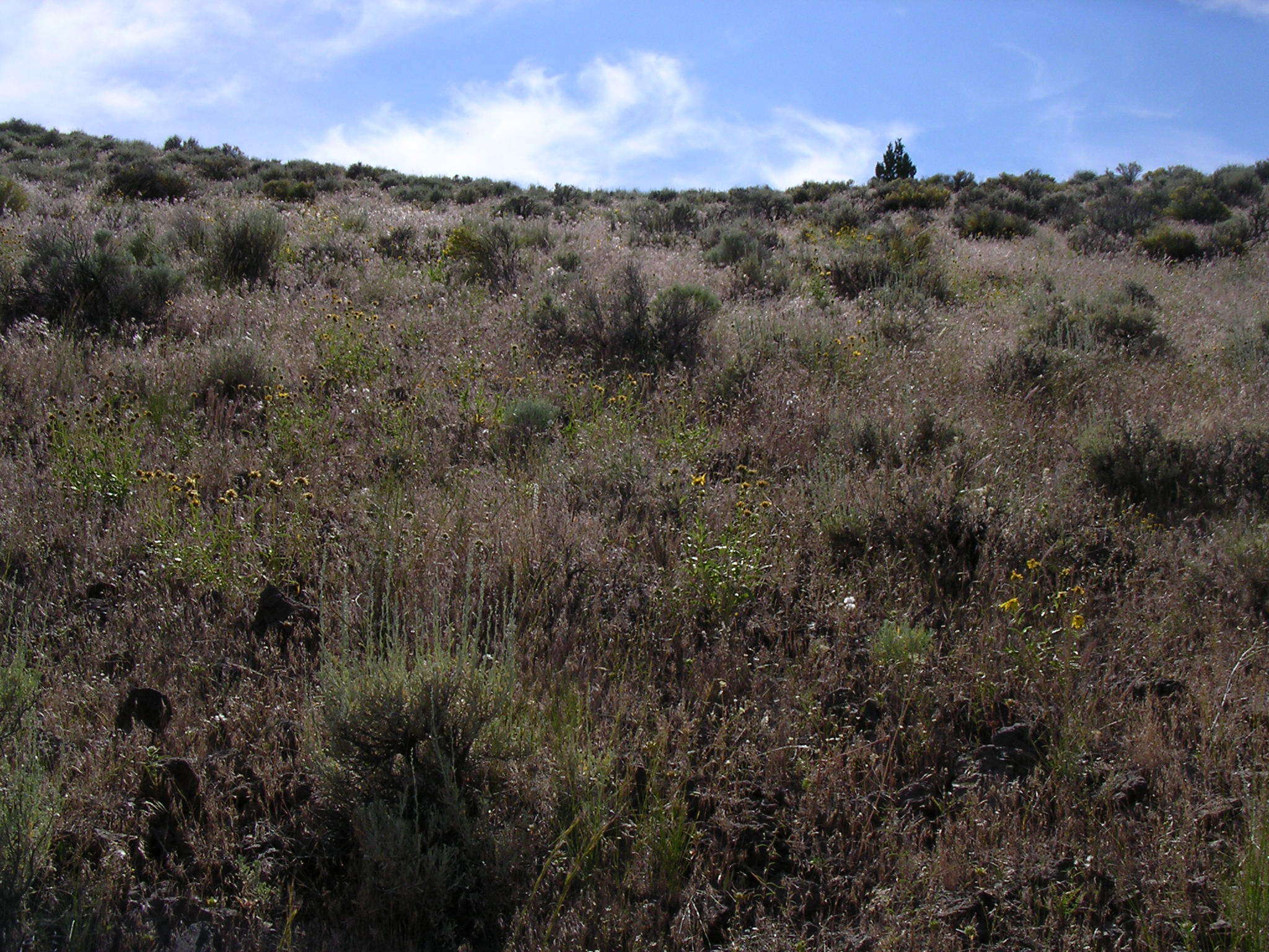 Image of Cusick's sunflower