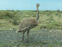 Image of Lesser Rhea