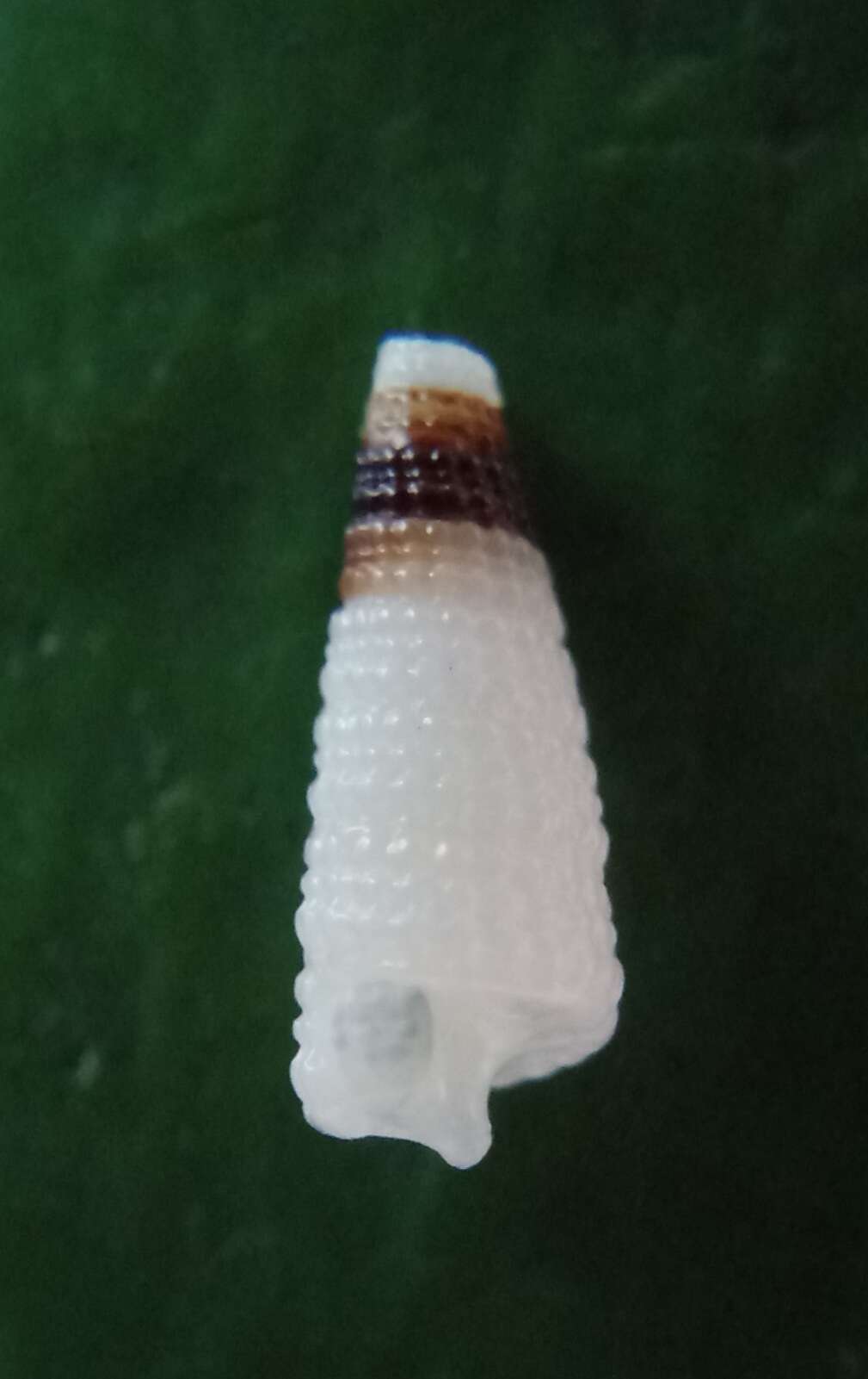 Image of Aclophoropsis B. A. Marshall 1983