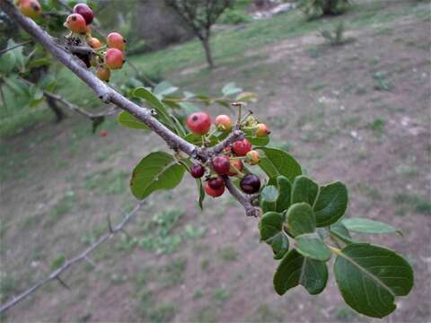 Image of Xylosma pubescens Griseb.