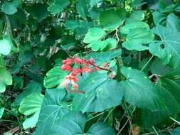 Imagem de Clerodendrum japonicum (Thunb.) Sweet