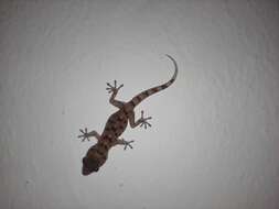 Image of Gomero Wall Gecko