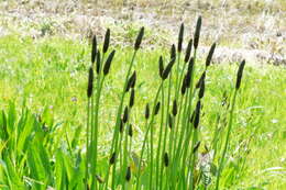 Image of Ribwort Plantain