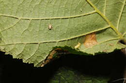 Image of Hazel Slender