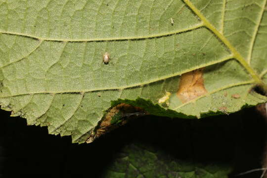 Image of Hazel Slender