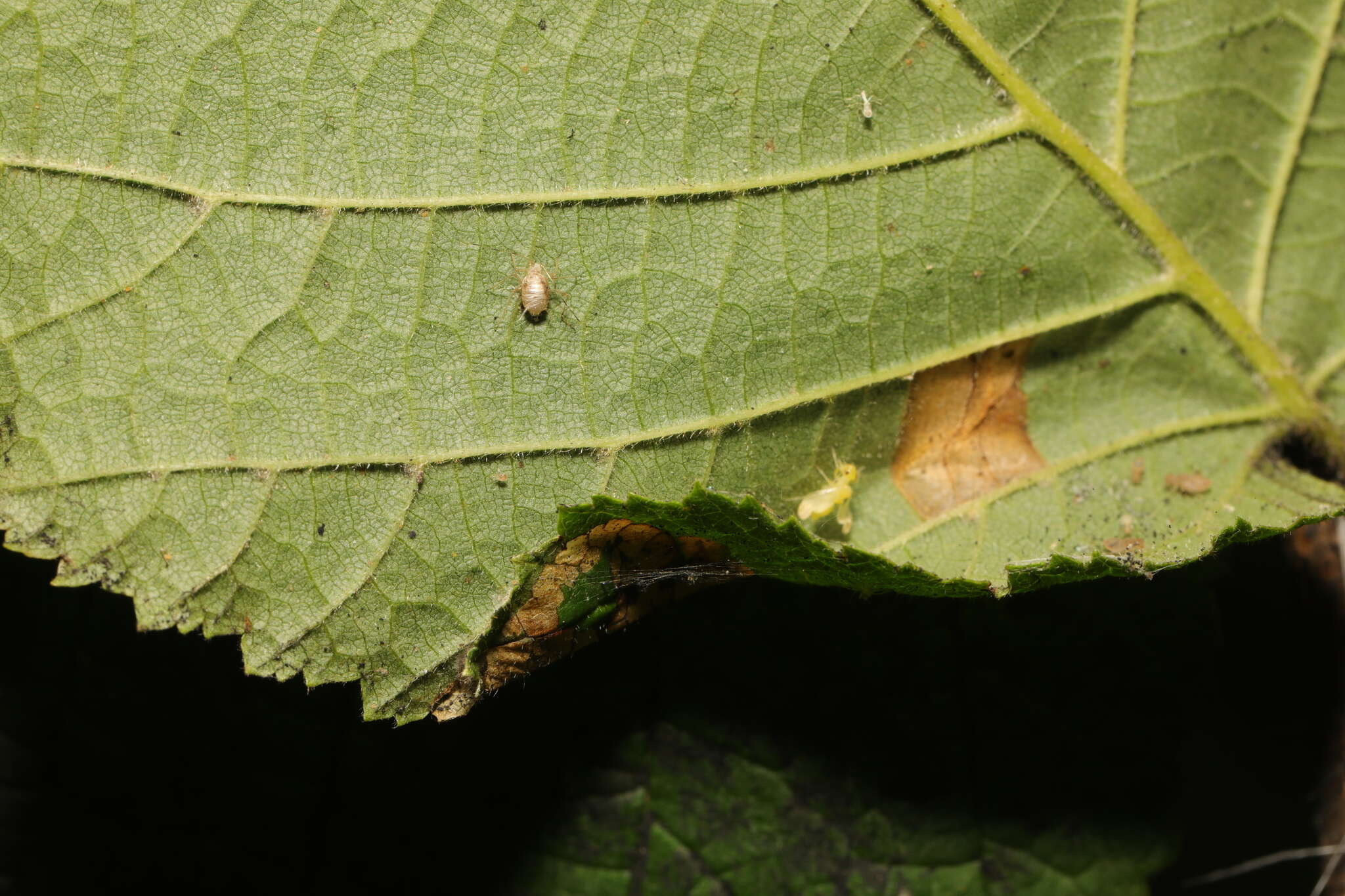 Image of Hazel Slender