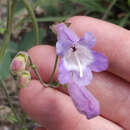 Image of dissected beardtongue