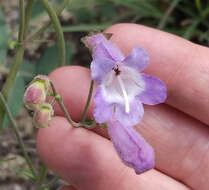 Image de Penstemon dissectus Ell.