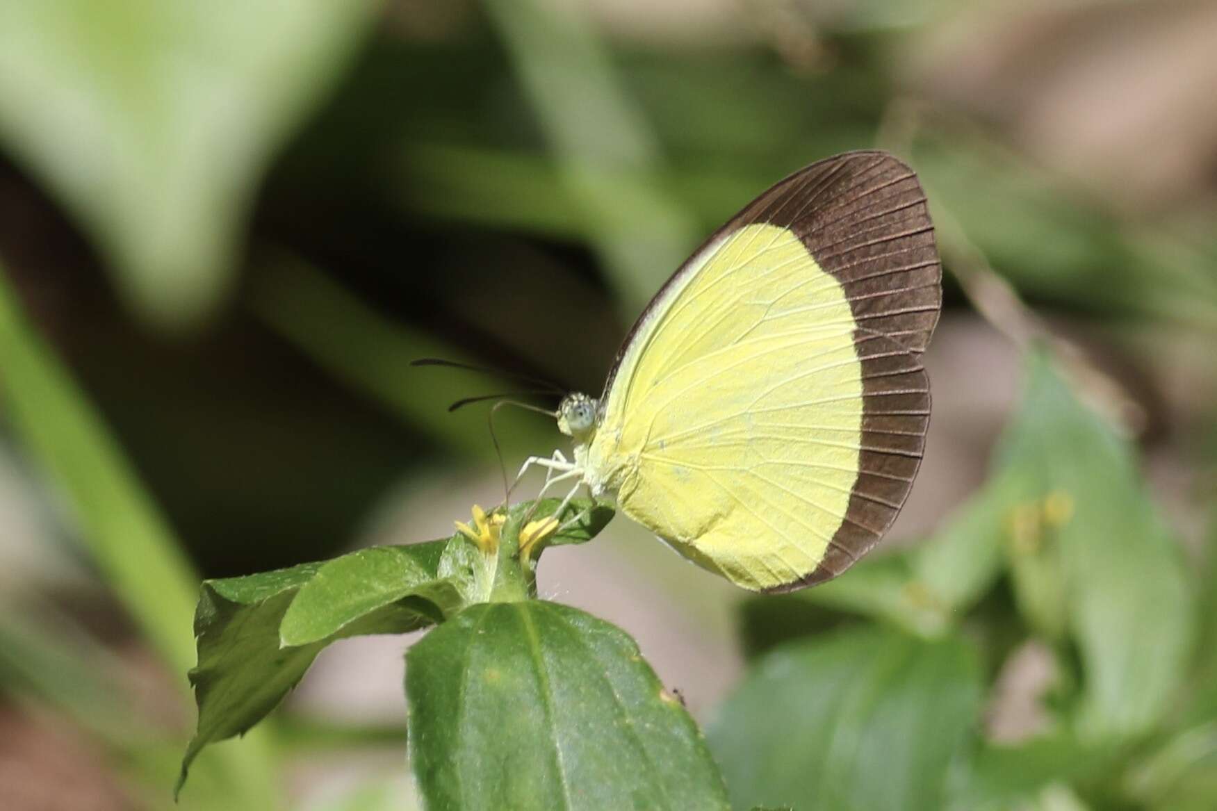 Imagem de Eurema puella (Boisduval 1832)