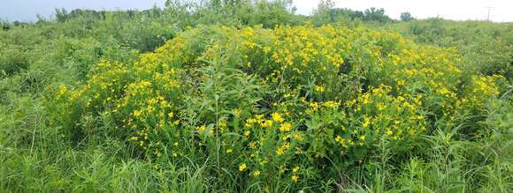 Sivun Hypericum swinkianum G. Wilh. & Rericha kuva