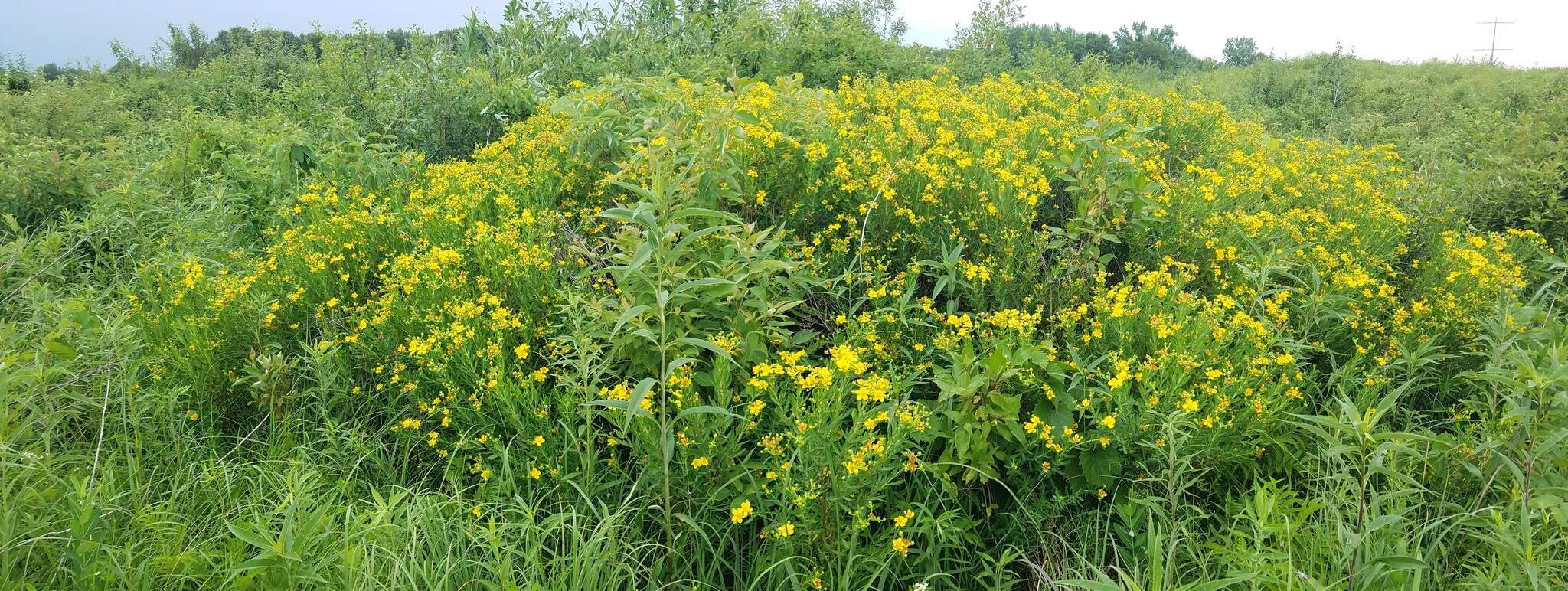 Sivun Hypericum swinkianum G. Wilh. & Rericha kuva