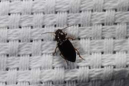 Image of Ground beetle