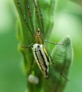 Leucauge undulata (Vinson 1863) resmi