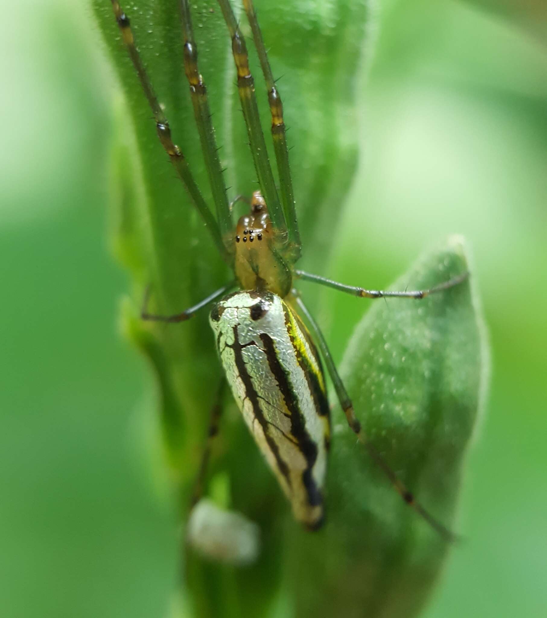 Leucauge undulata (Vinson 1863) resmi