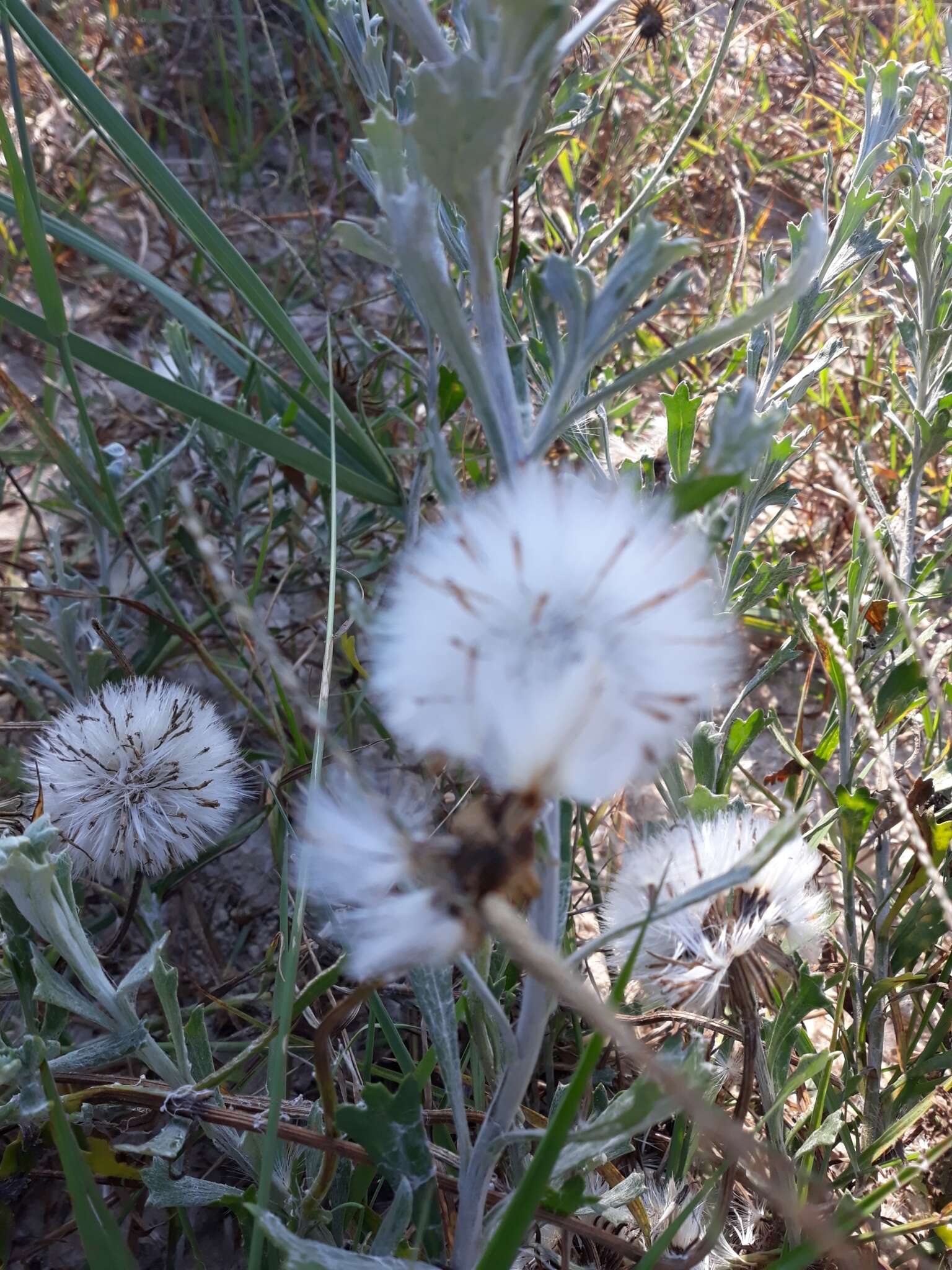 Image of Senecio crassiflorus (Poir.) DC.