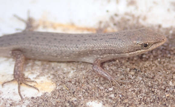 Image of Speckled sand skink