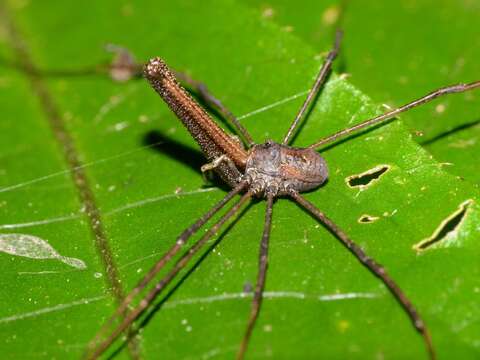 Image of <i>Pantopsalis albipalpis</i>