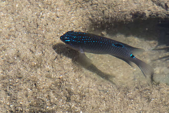 Image of Brazilian Damsel