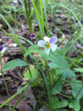 صورة Viola ocellata Torr. & Gray