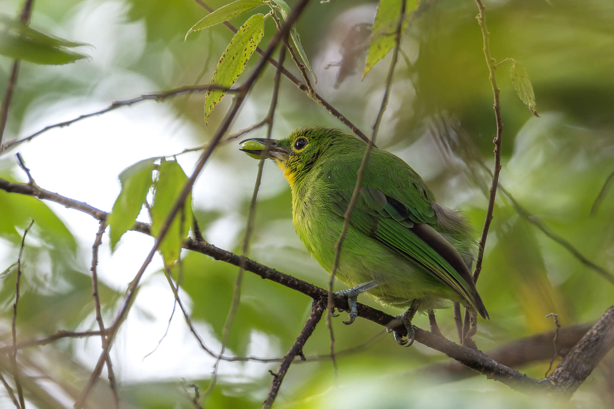 Sivun Chloropsis sonnerati zosterops Vigors 1830 kuva