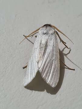 Image of Agylla argentifera Walker 1866