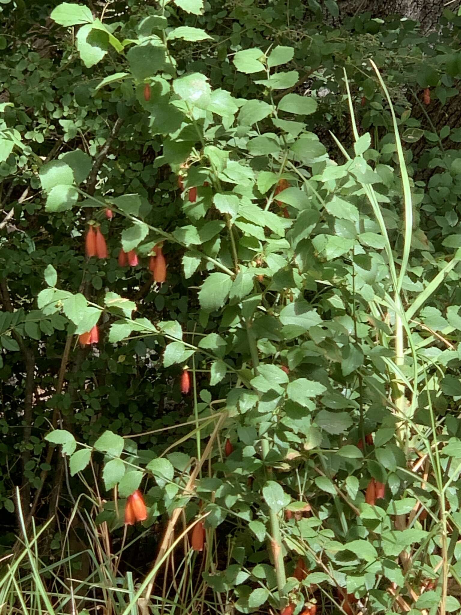 Image of Halleria elliptica Thunb.