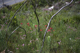 Imagem de Gladiolus sempervirens G. J. Lewis