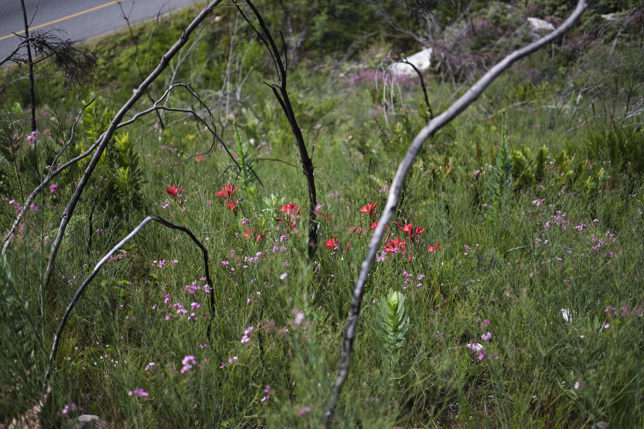 Image of Gladiolus sempervirens G. J. Lewis