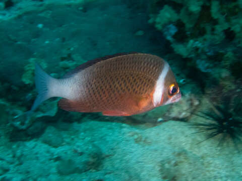 Image of Igcar monocle bream