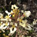 Stylidium inversiflorum Carlq. resmi