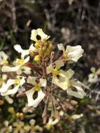 Image de Stylidium inversiflorum Carlq.