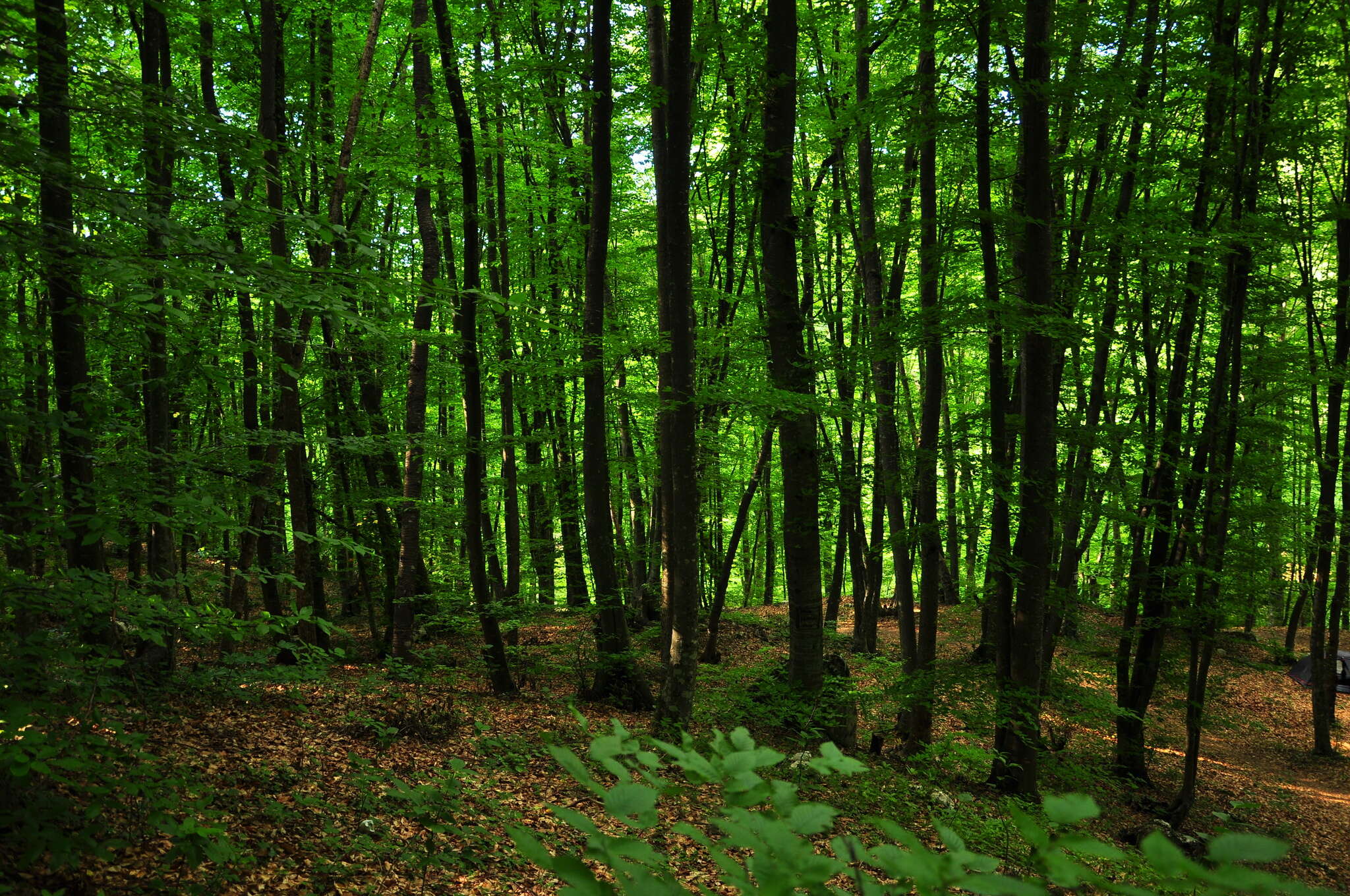 Image of Fagus taurica Popl.