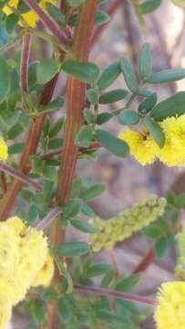 Imagem de Acacia drummondii Lindl.