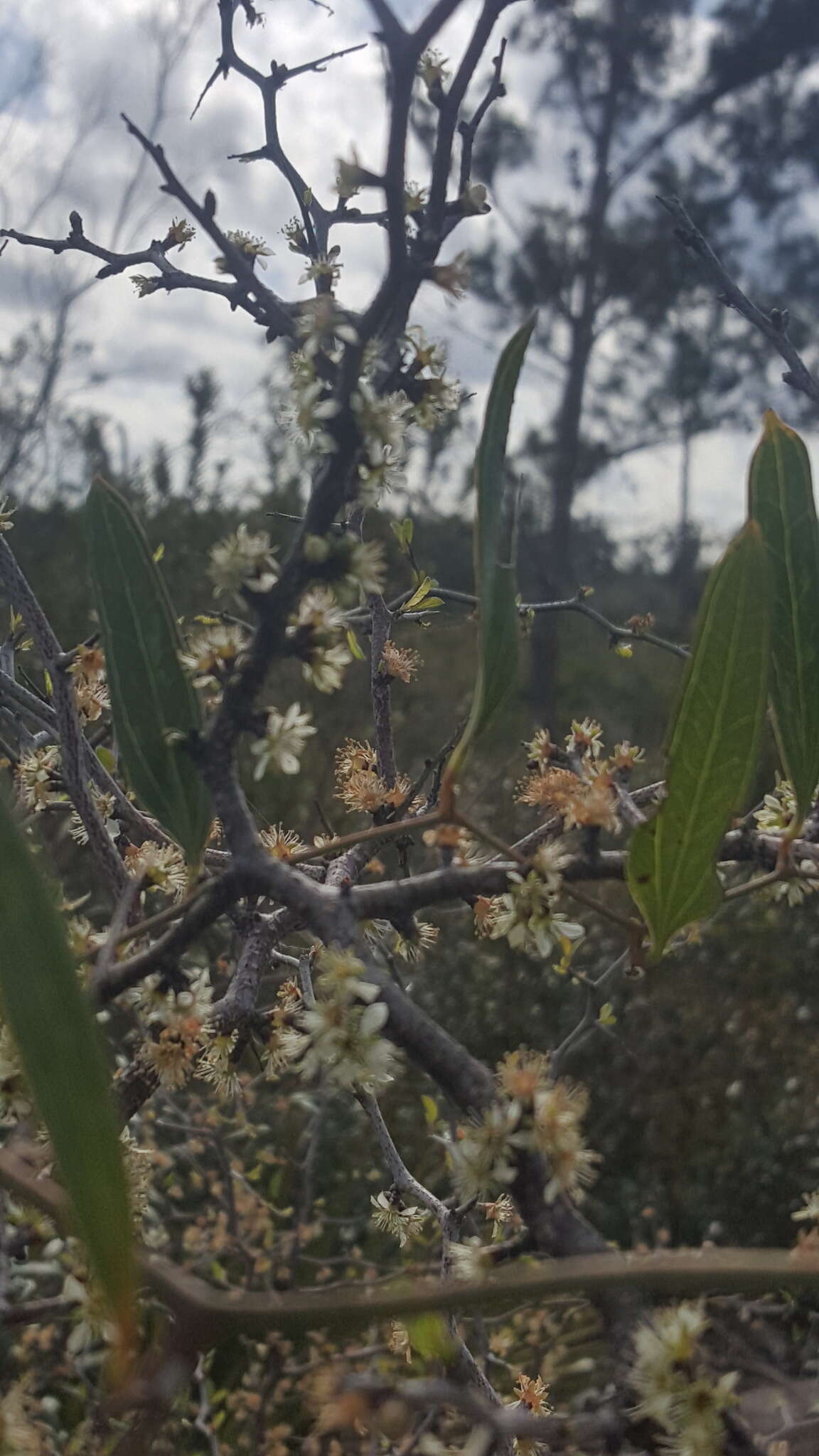 صورة Prunus geniculata Harper