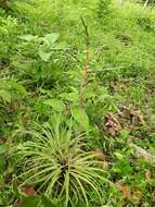 Image of Tillandsia limbata Schltdl.