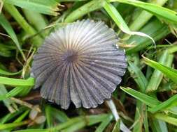 Image of Parasola lilatincta (Bender & Uljé) Redhead, Vilgalys & Hopple 2001