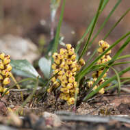 Imagem de Lomandra sororia (F. Muell. ex Benth.) Ewart